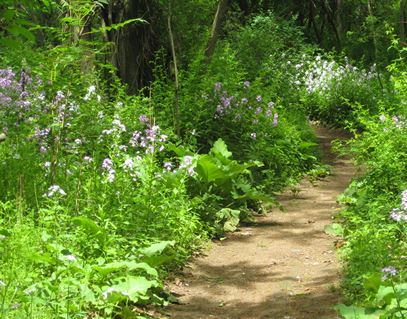 Walking Trail
