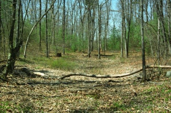 Vernal Pool in the Late Spring